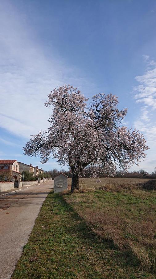 Villa Sole Svetvinčenat Zewnętrze zdjęcie